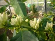 ブルボンアマレロ種の花芽